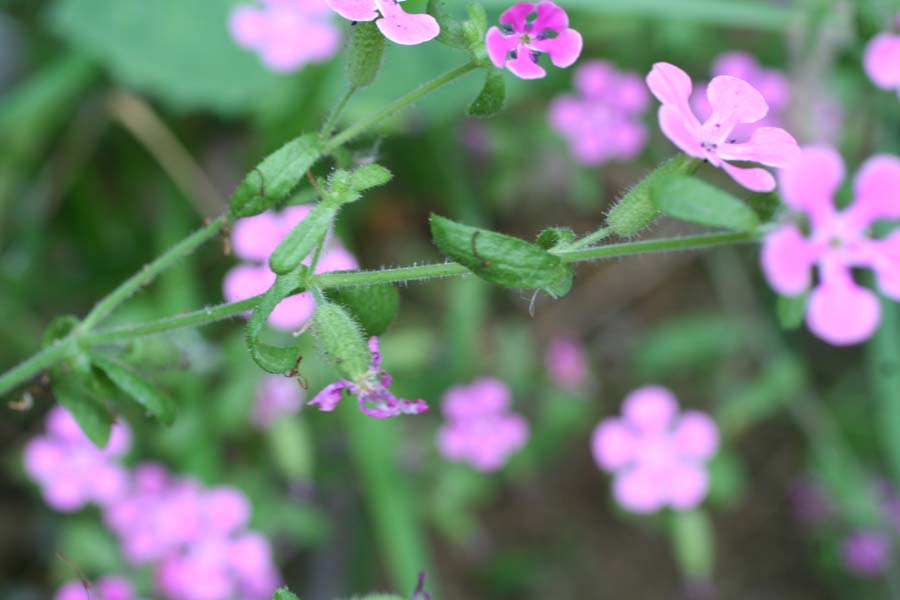 Saponaria calabrica / Saponaria calabrese
